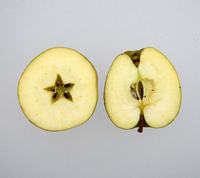 Vinter Guld Pearmain æble gennemskåret